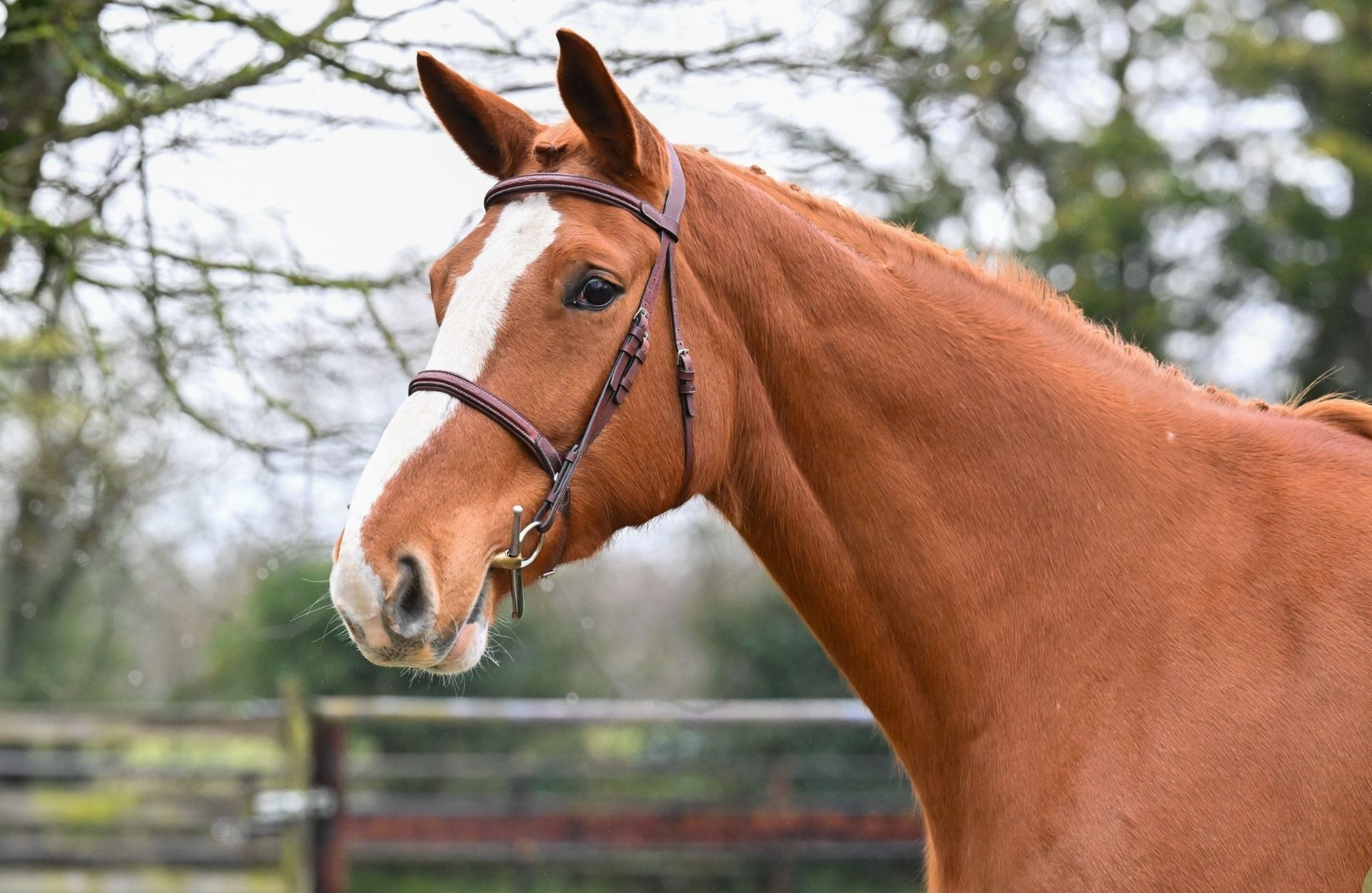 GIANNA DE TALMA — Selle-francais · Mare · 10y