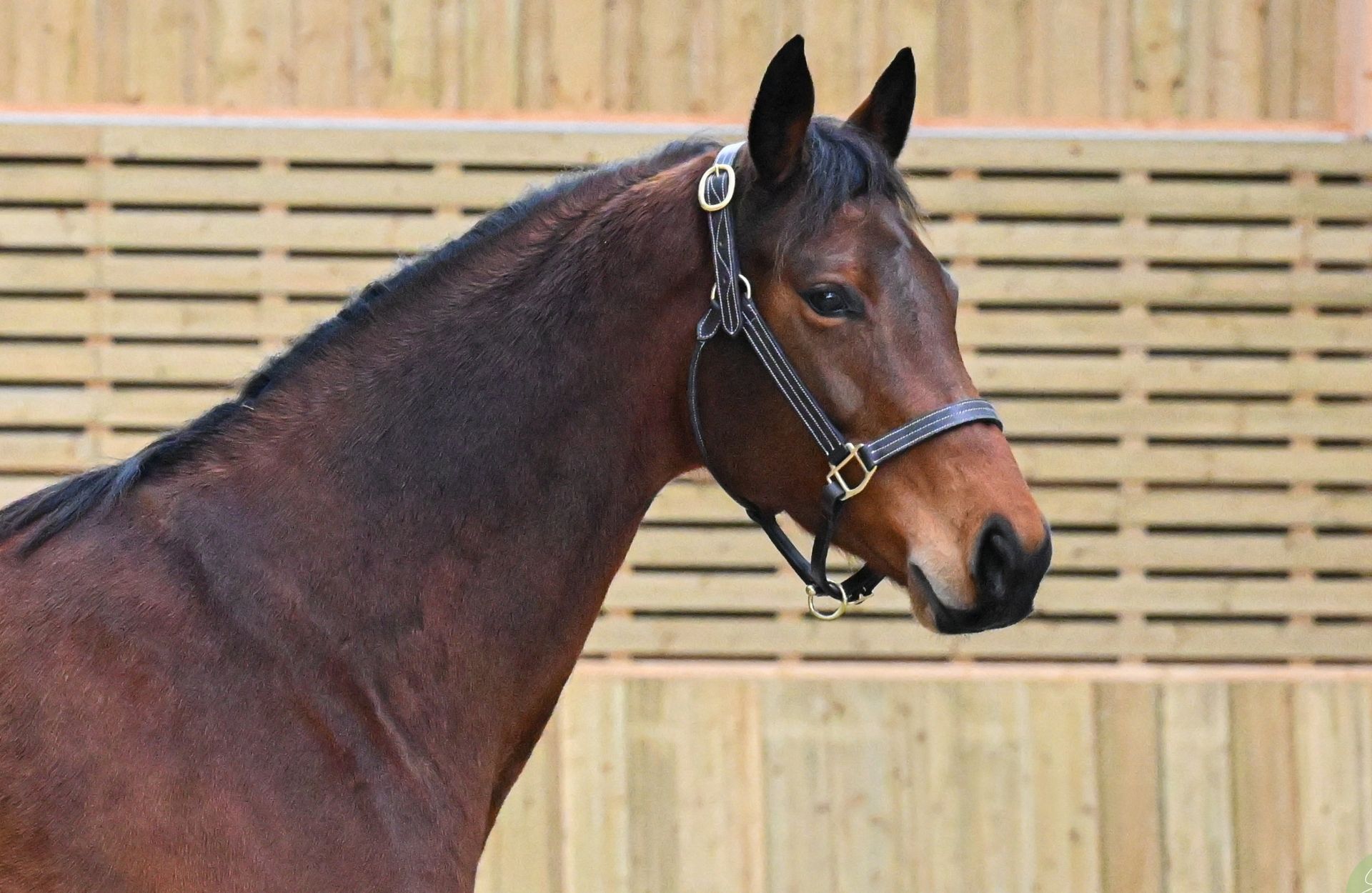 FILADELPHIA DE VAINS — Selle-francais · Mare · 11y