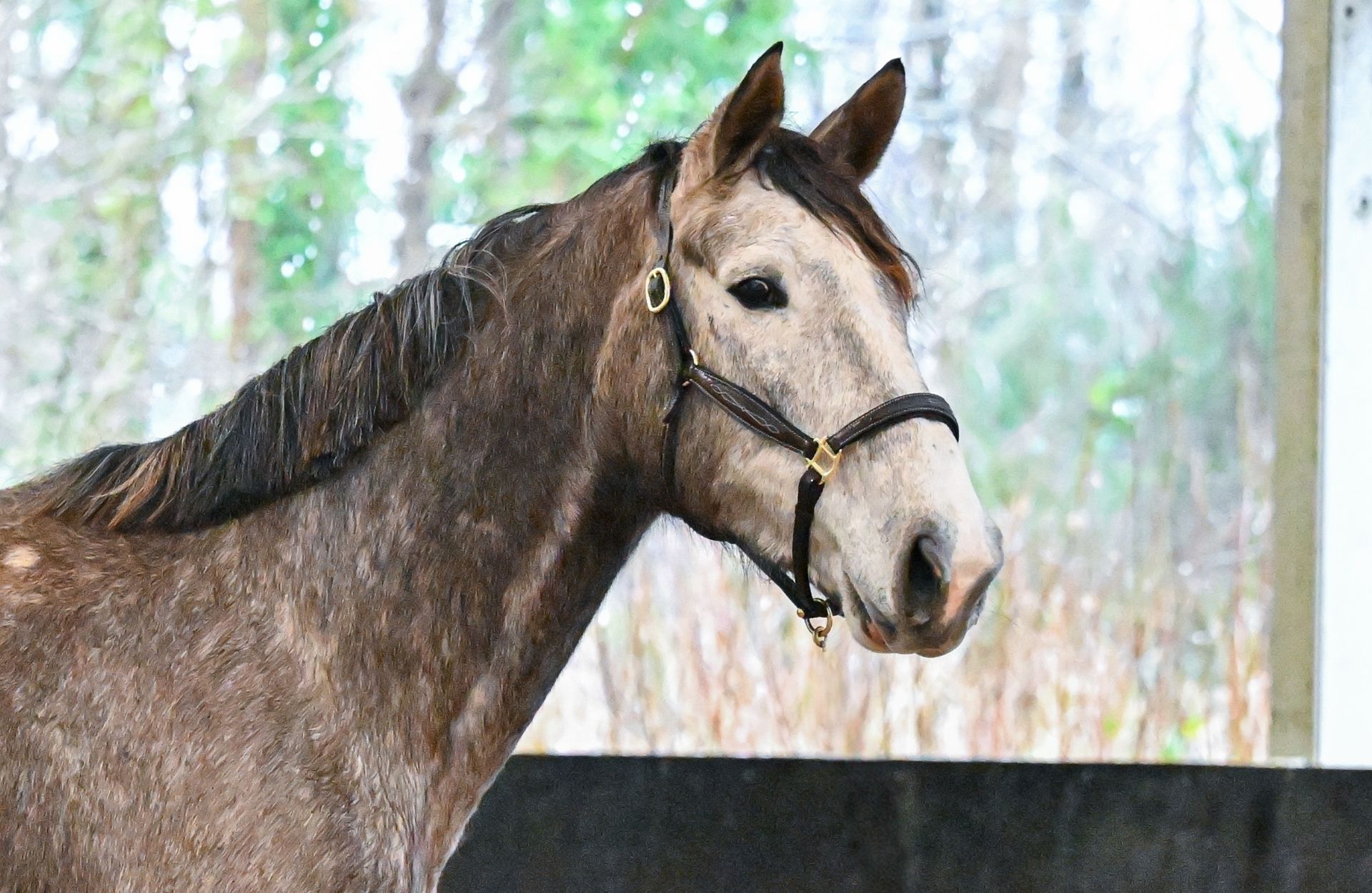 INTUITION DE ROHAN — Selle-francais · Mare · 8y