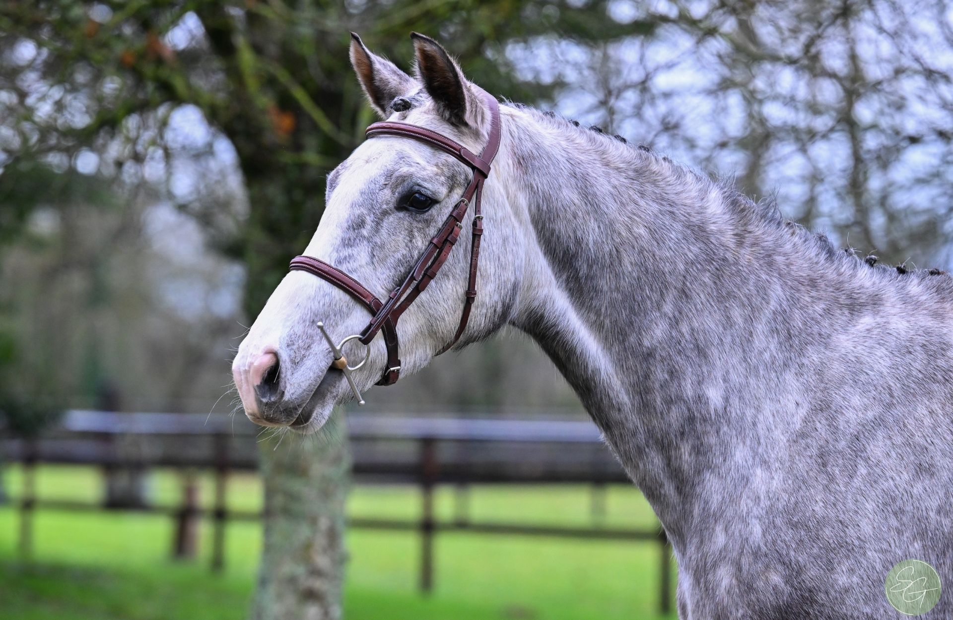 KOLEA MENILJEAN — Selle-francais · Mare · 6y