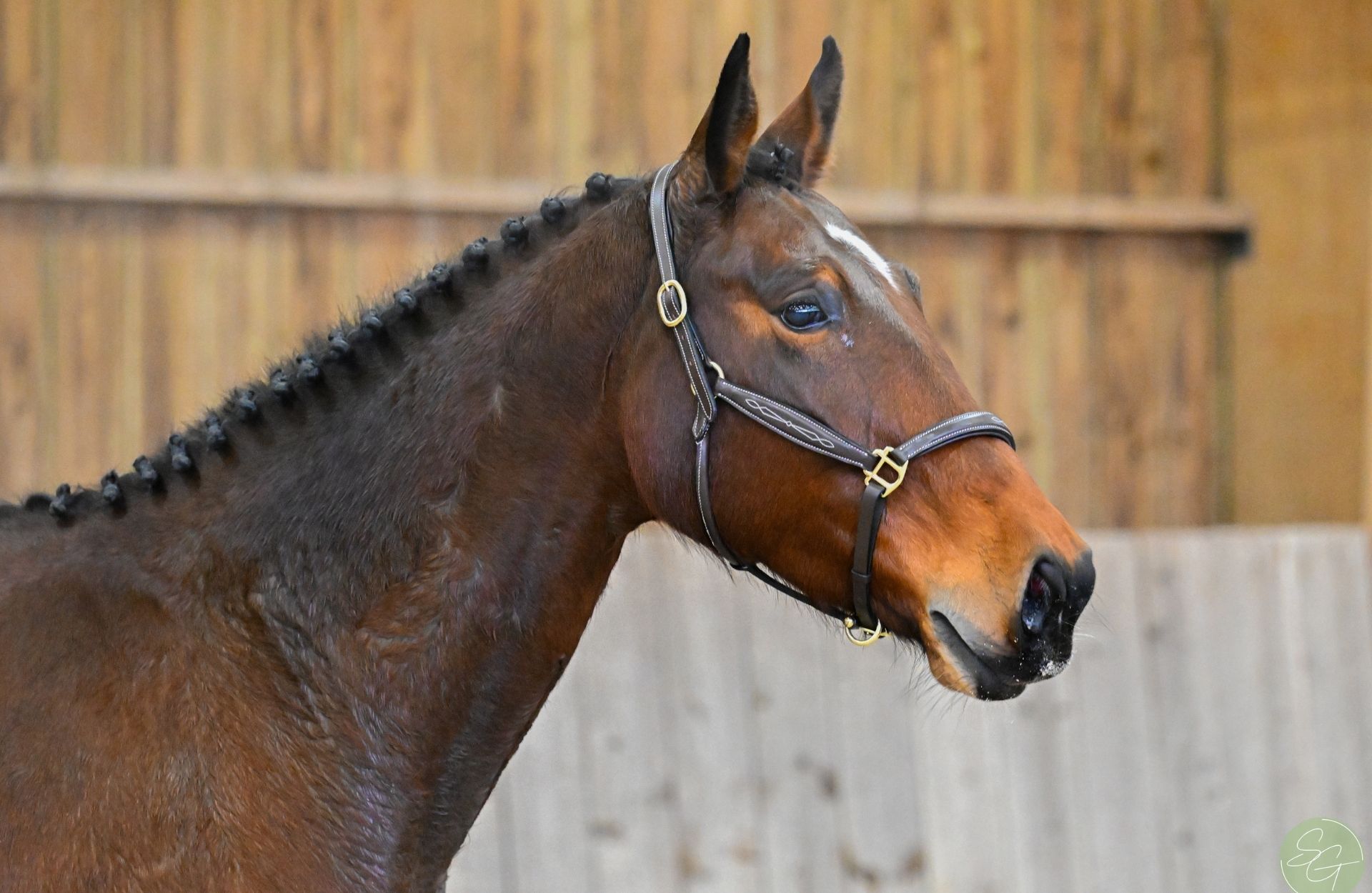 INDIANA MENILJEAN — Selle-francais · Mare · 8y