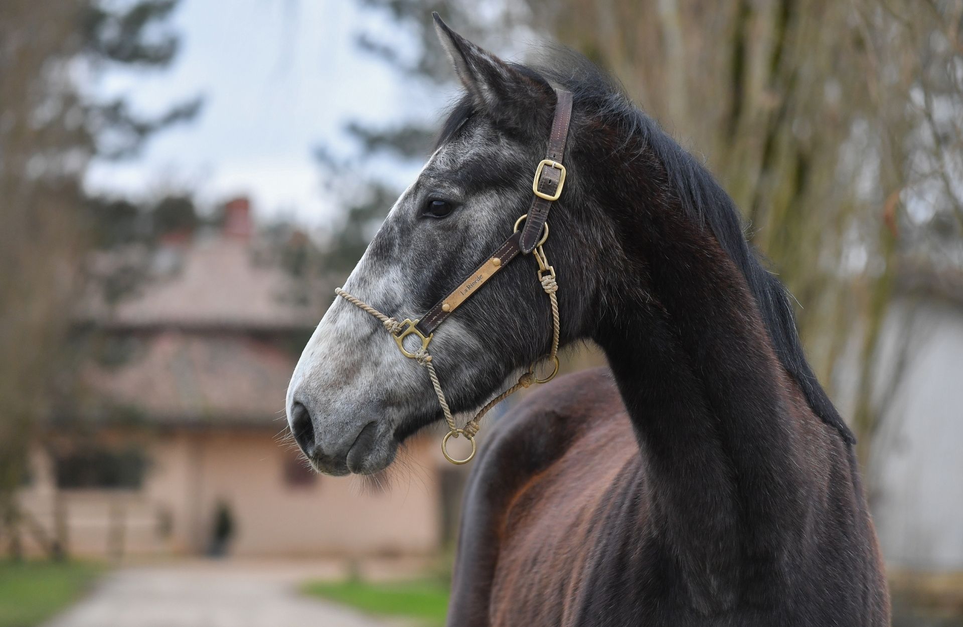MIYUKI D'ORMARAIN — Selle-francais · Mare · 4y