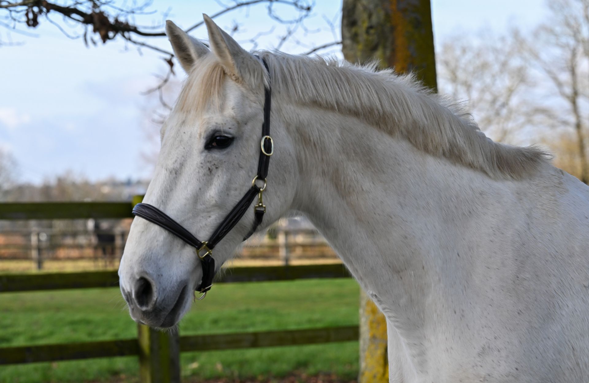 LORESSE DC — Hanovrien · Mare · 17y