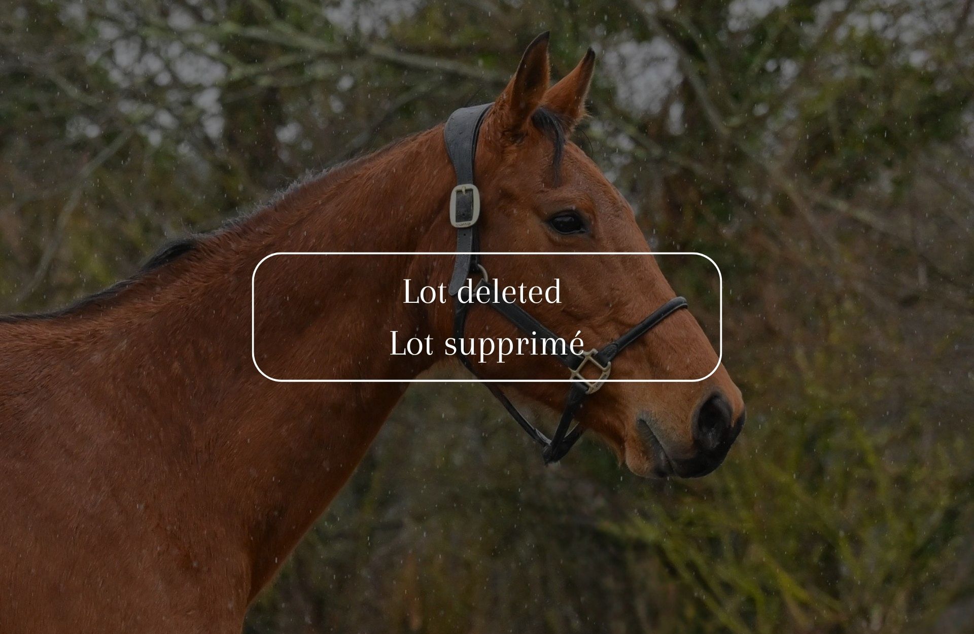 LOT DELETED — Selle-francais · Mare · 14y