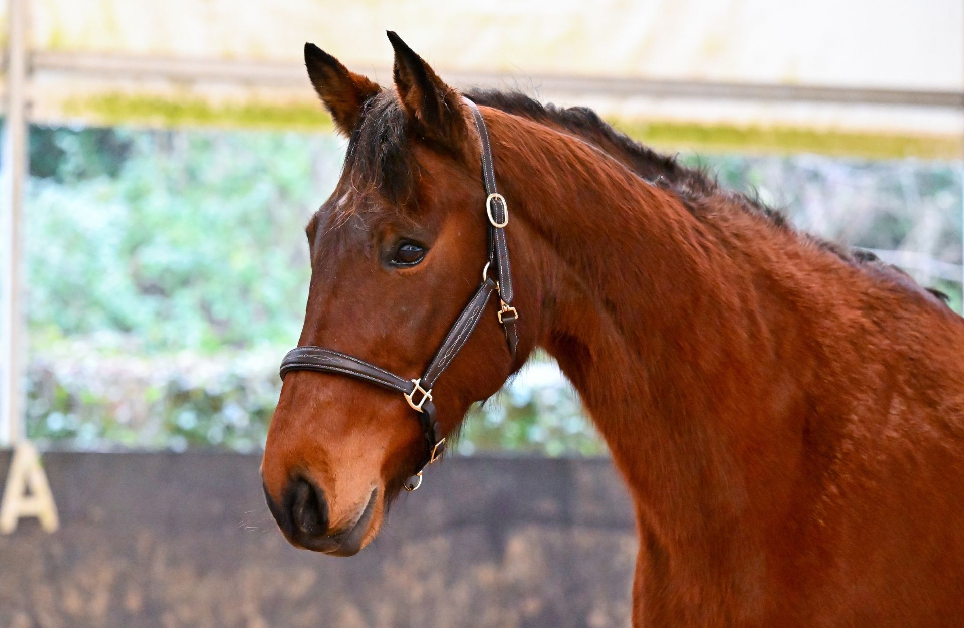 FIRE STAR DE ROHAN — Selle-francais · Mare · 11y