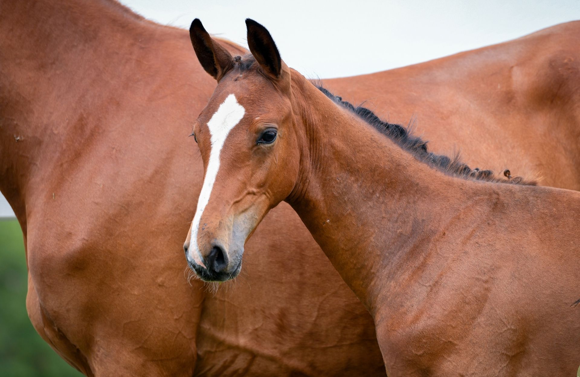 PEGASUS DK — Selle-francais · Stallion · 0y