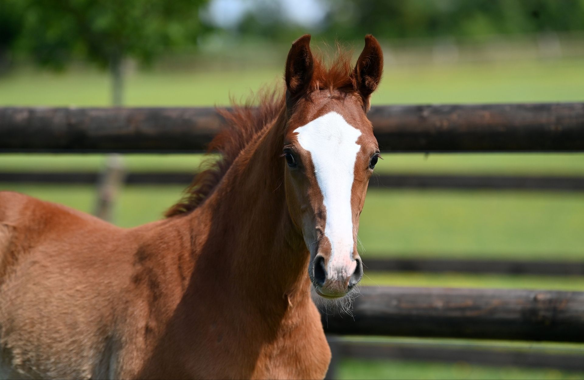 ETO'O WOW Z — Zangersheide · Stallion · 1y