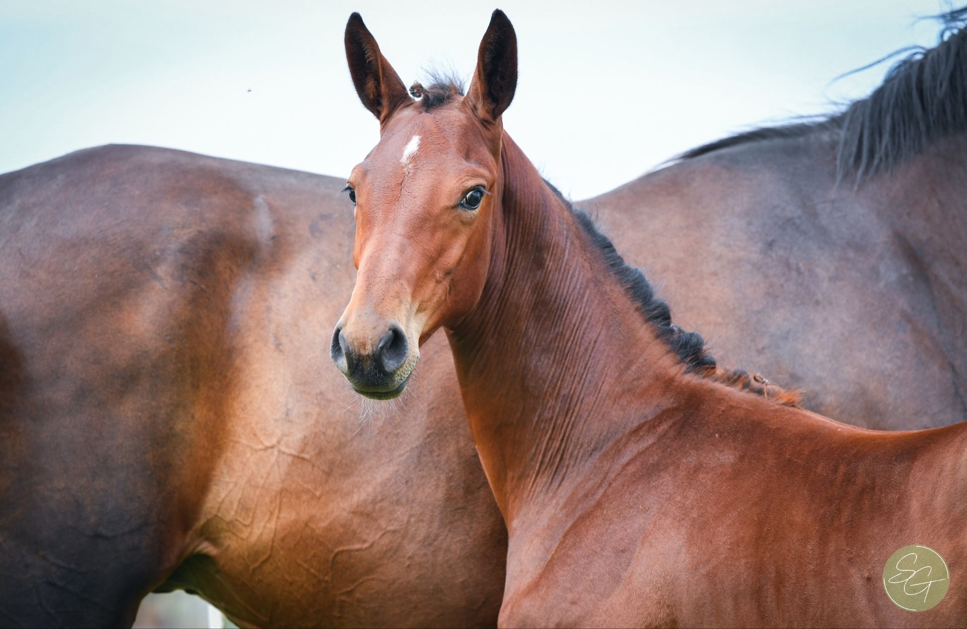PRINCESS KUEEN DK — Selle-francais · Mare · 0y