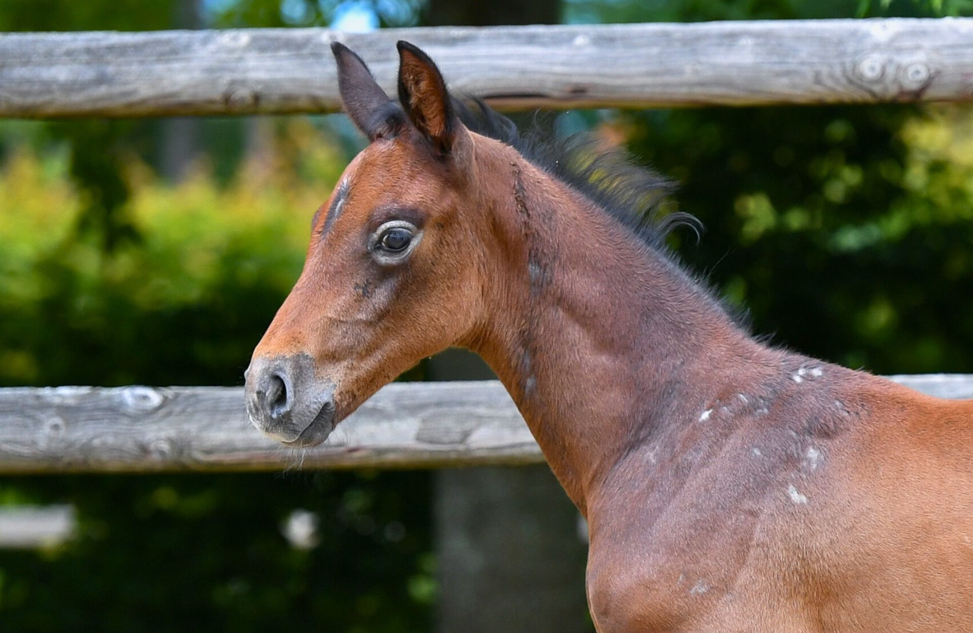CLARIMOON PJ — Holsteiner · Stallion · 1y