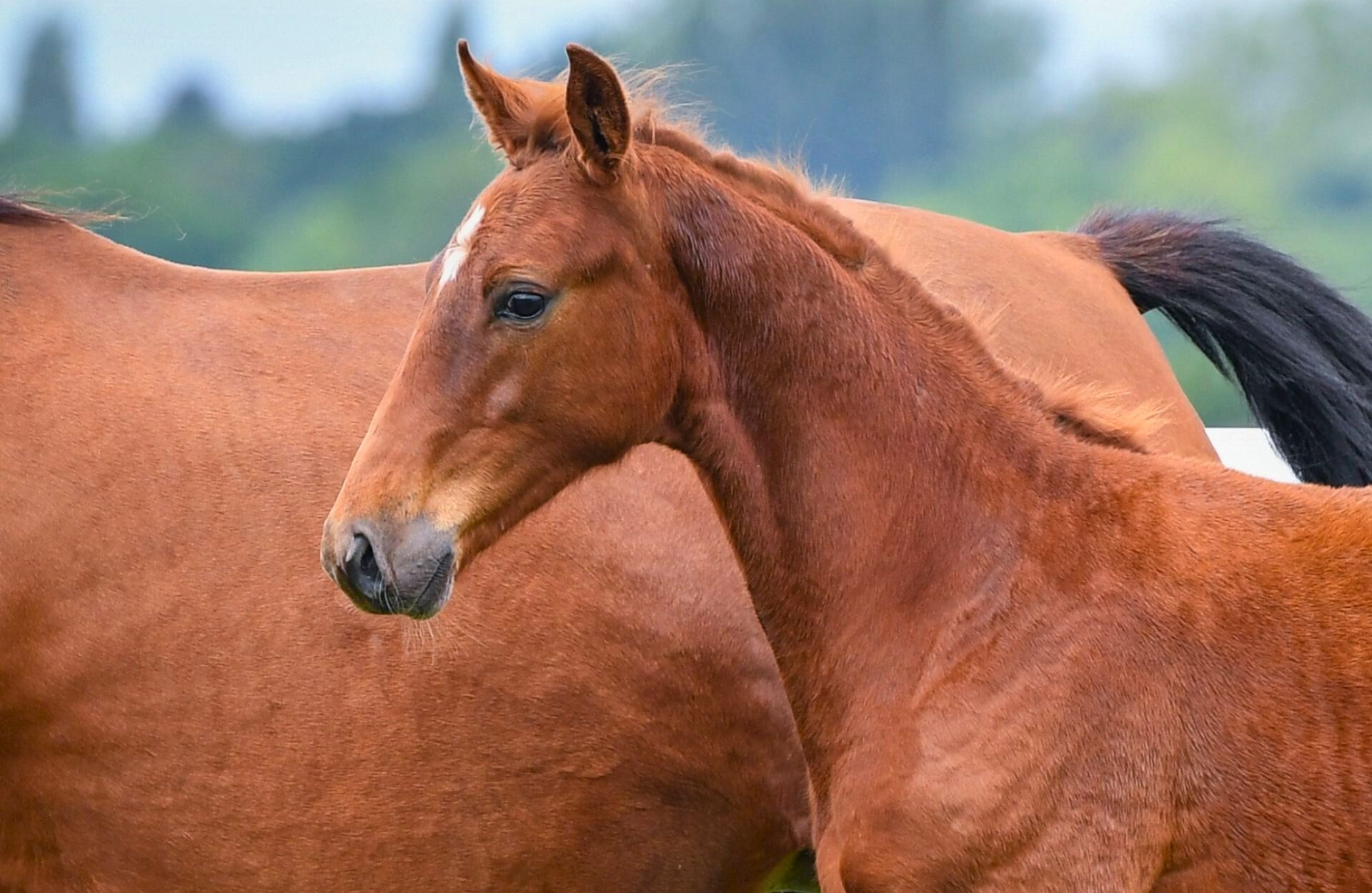 PAVAROTTI DK — Selle-francais · Stallion · 1y