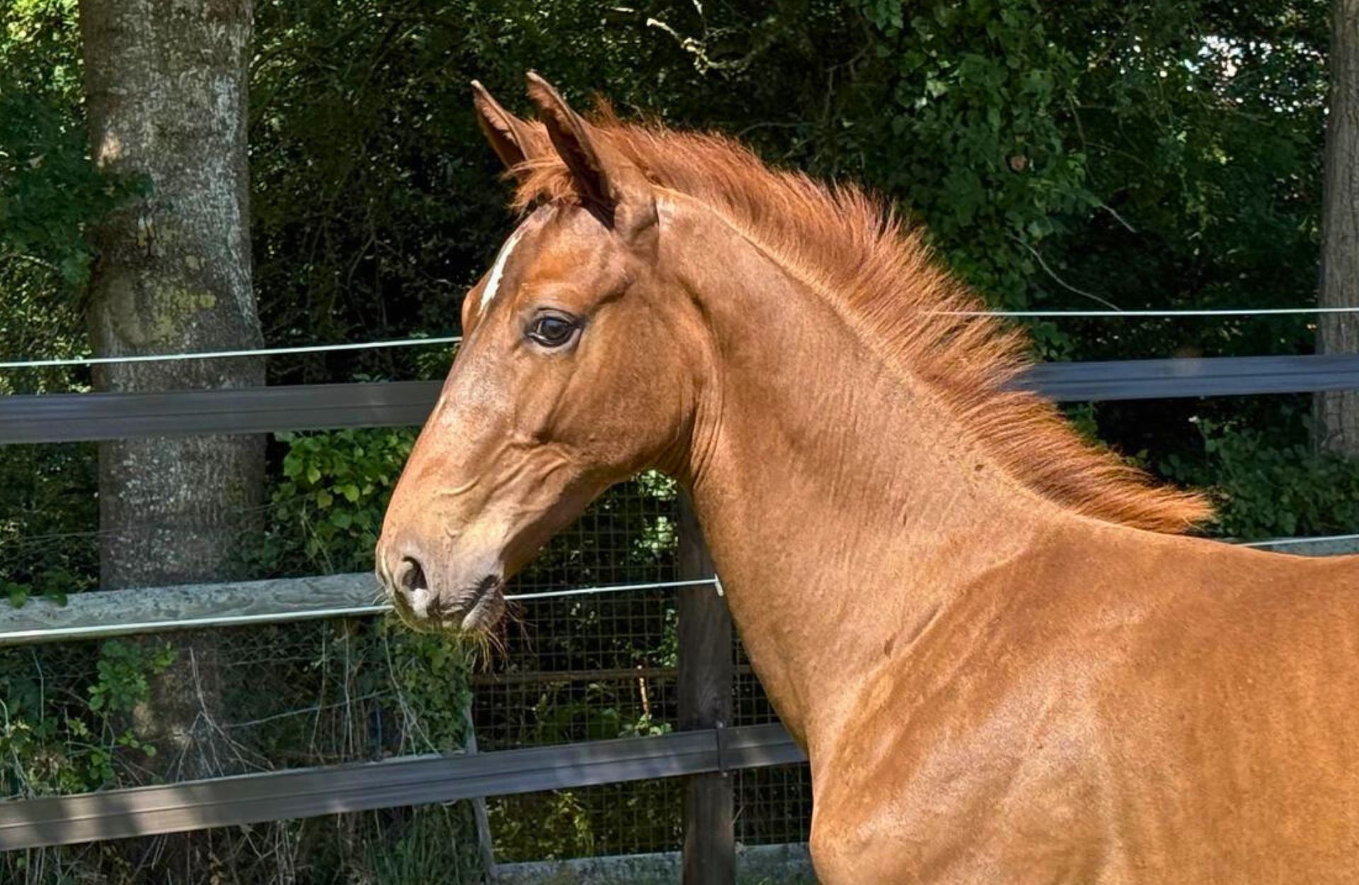 PLAYBOY VALAUBREE — Selle-francais · Stallion · 1y