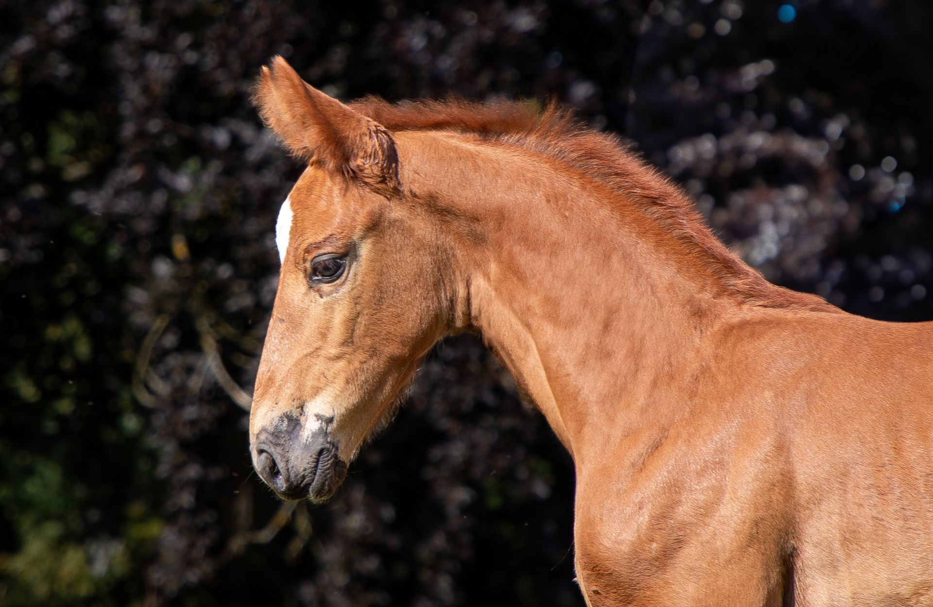 UNITED DREAM LULU Z — Zangersheide · Stallion · 1y