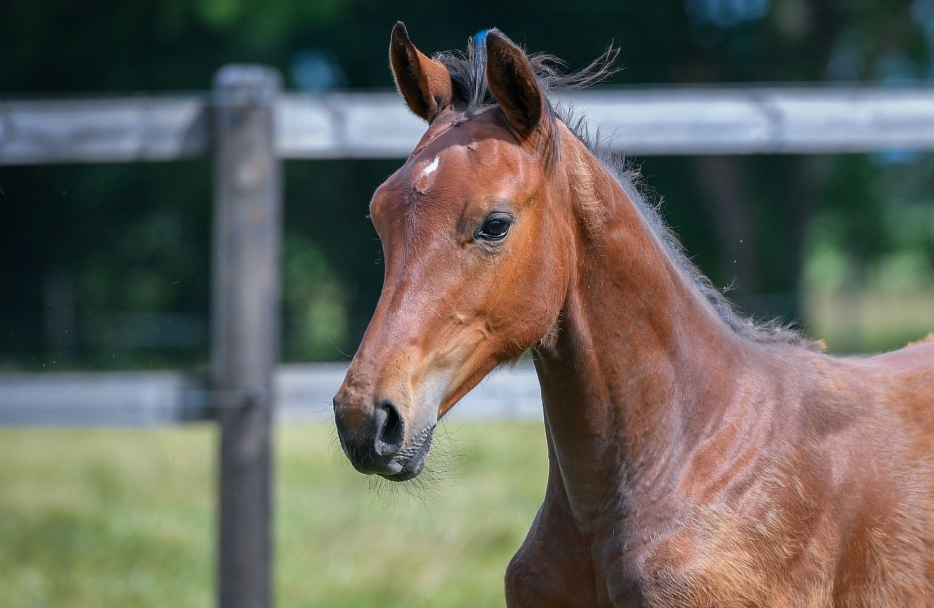 PLEASURE CDL — Selle-francais · Stallion · 1y