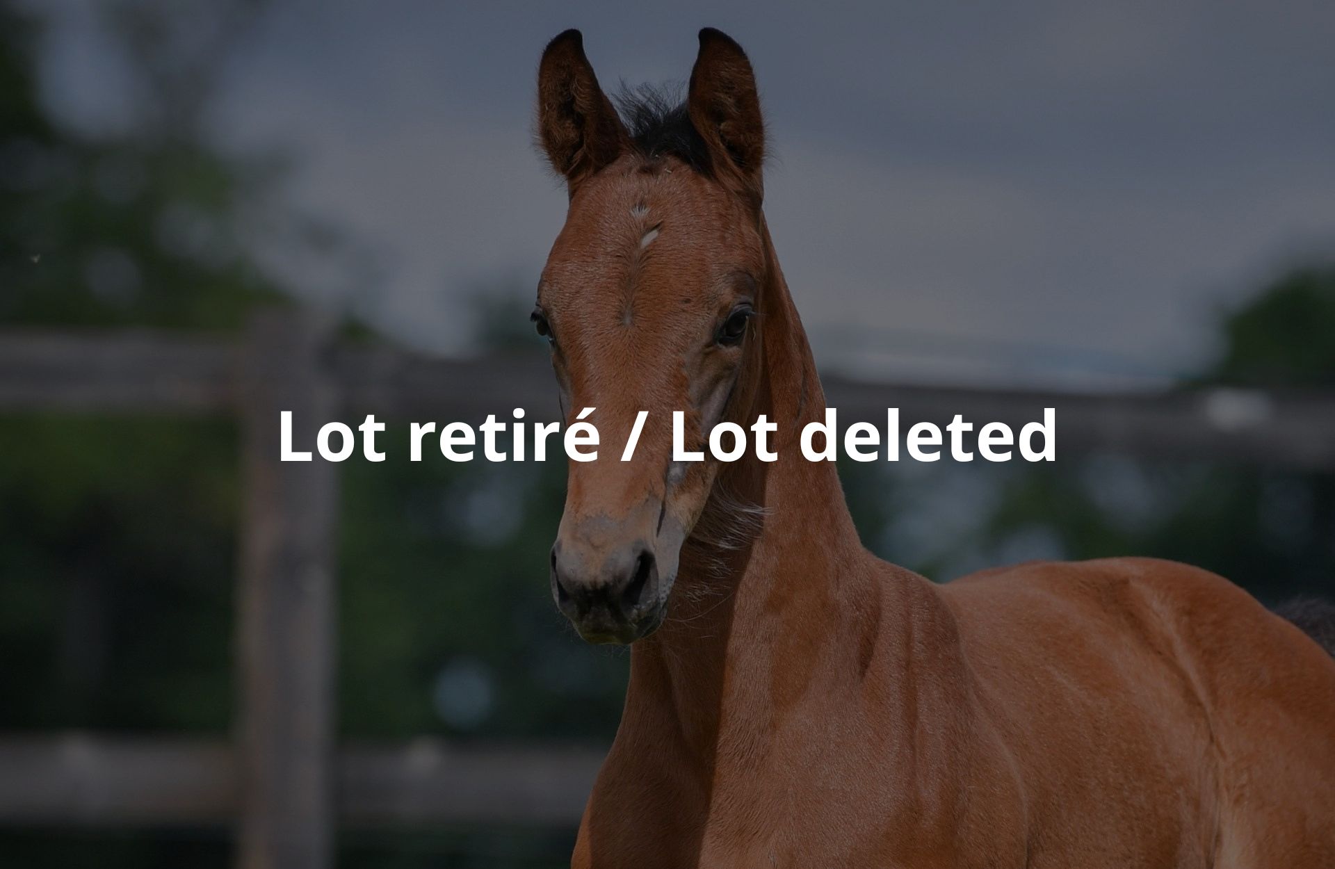 Lot retiré / Lot deleted — Mare · 1y
