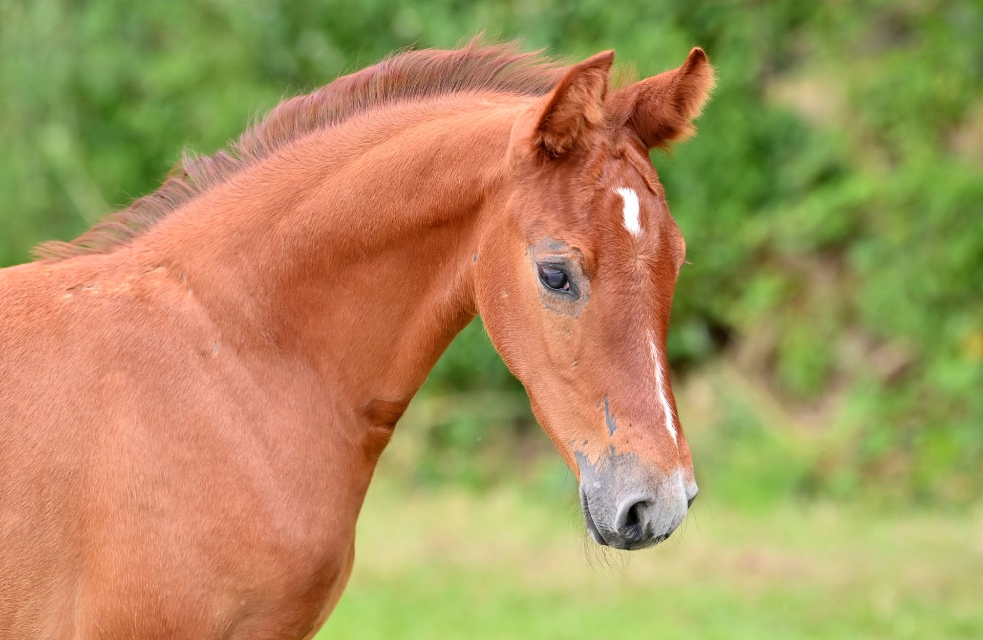 PARIS DEAUVILLE CAMEO — Selle-francais · Stallion · 1y