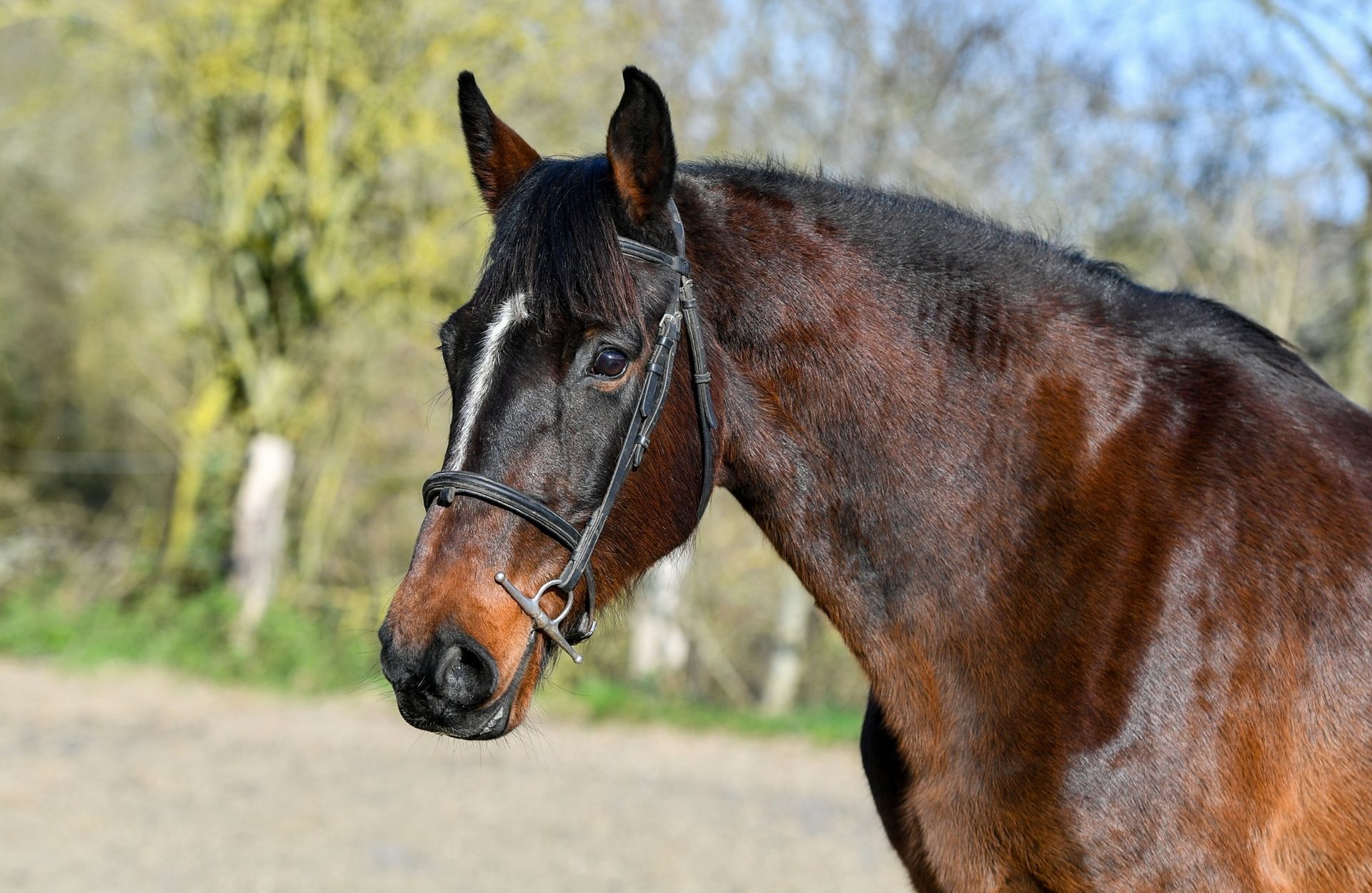 CALLAS DE KREISKER — Cheval de Selle Luxembourgeoises · Stallion · 18y