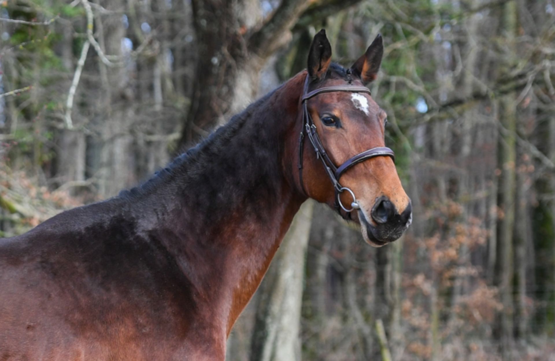 HEY BABY L'AMAURIAL — Selle-francais · Stallion · 9y