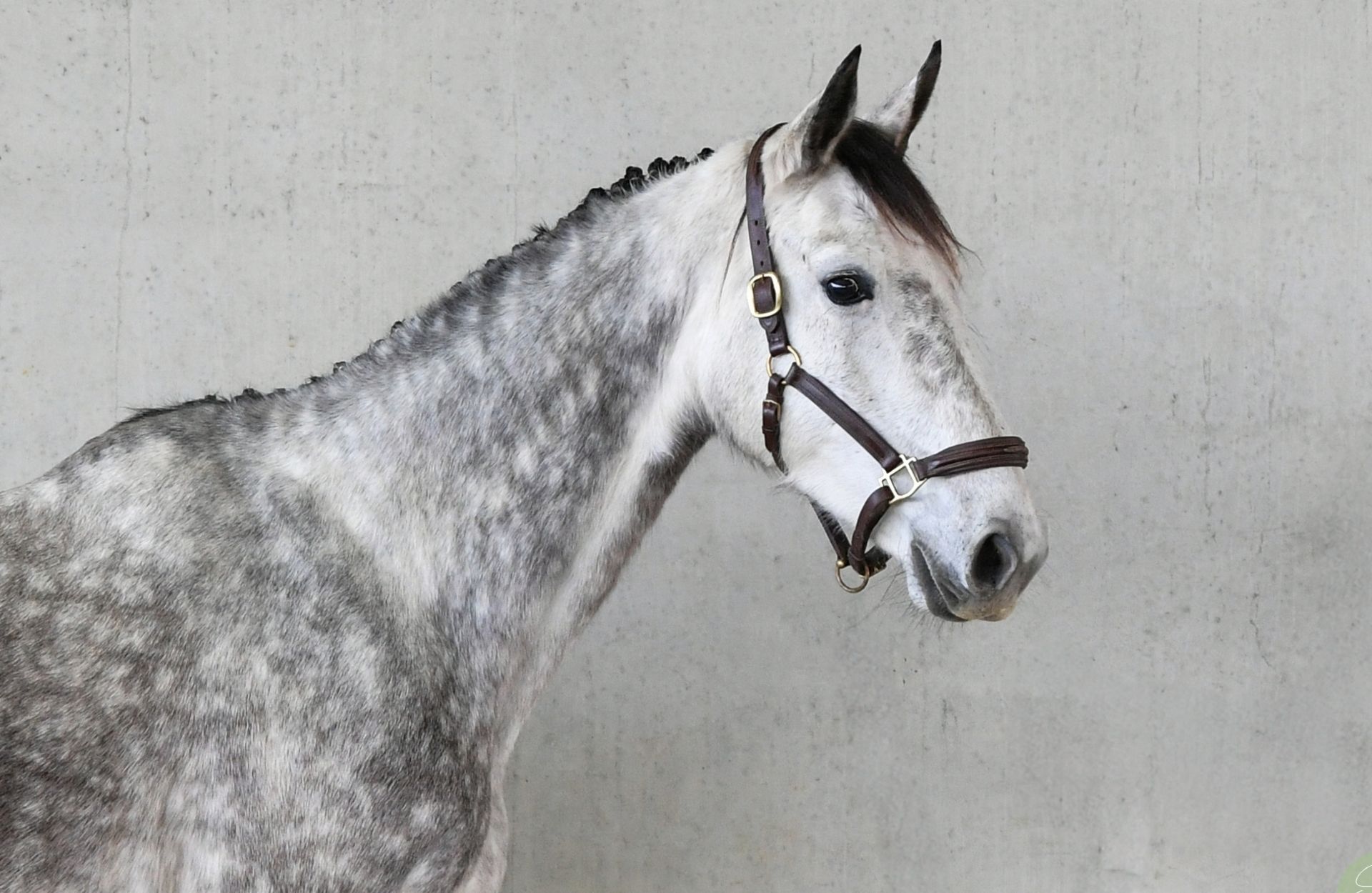 CLARISSA DELUXE Z — Zangersheide · Stallion · 7y
