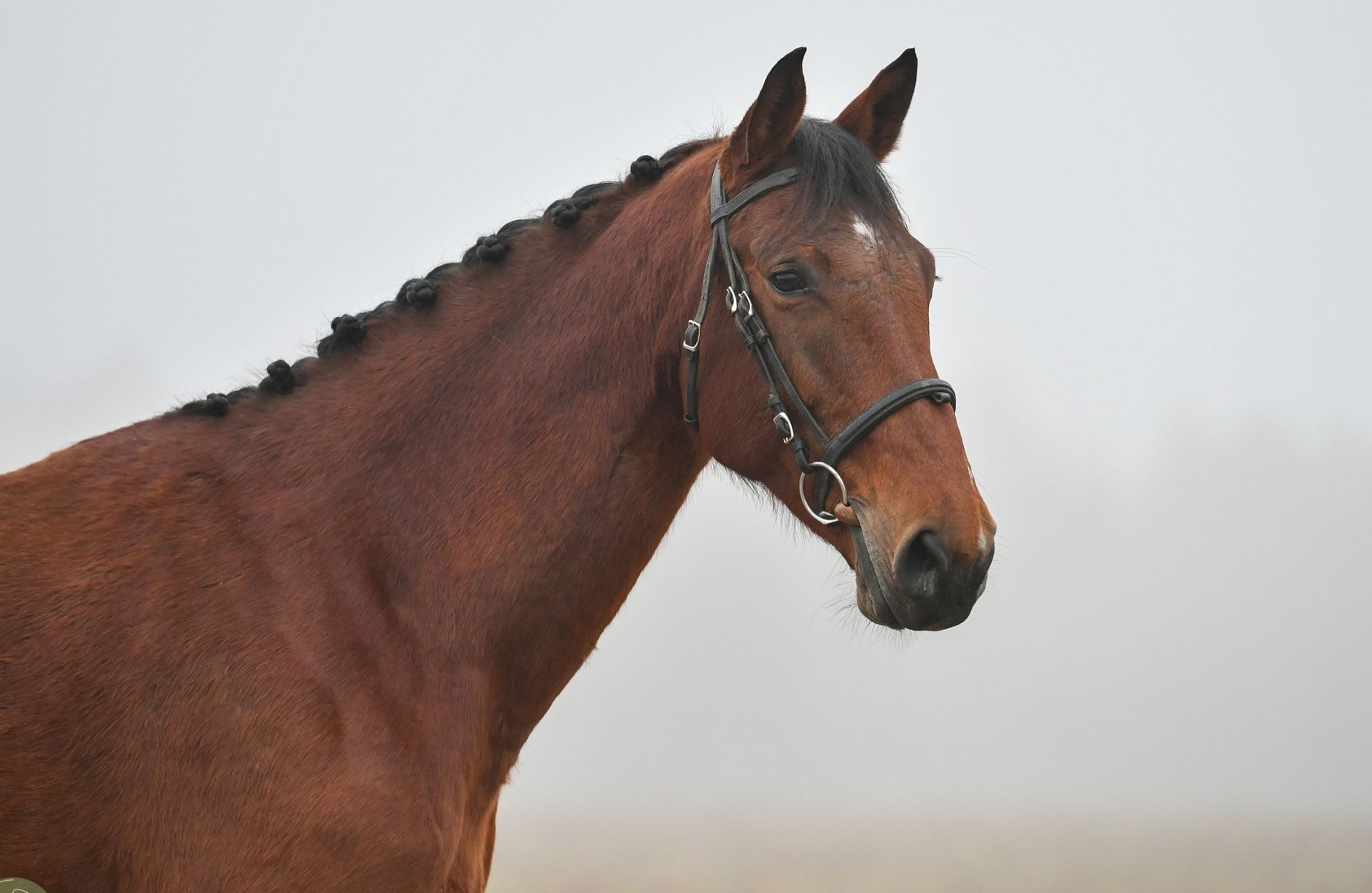 JAVA DE RANGEVAL — Selle-francais · Stallion · 7y