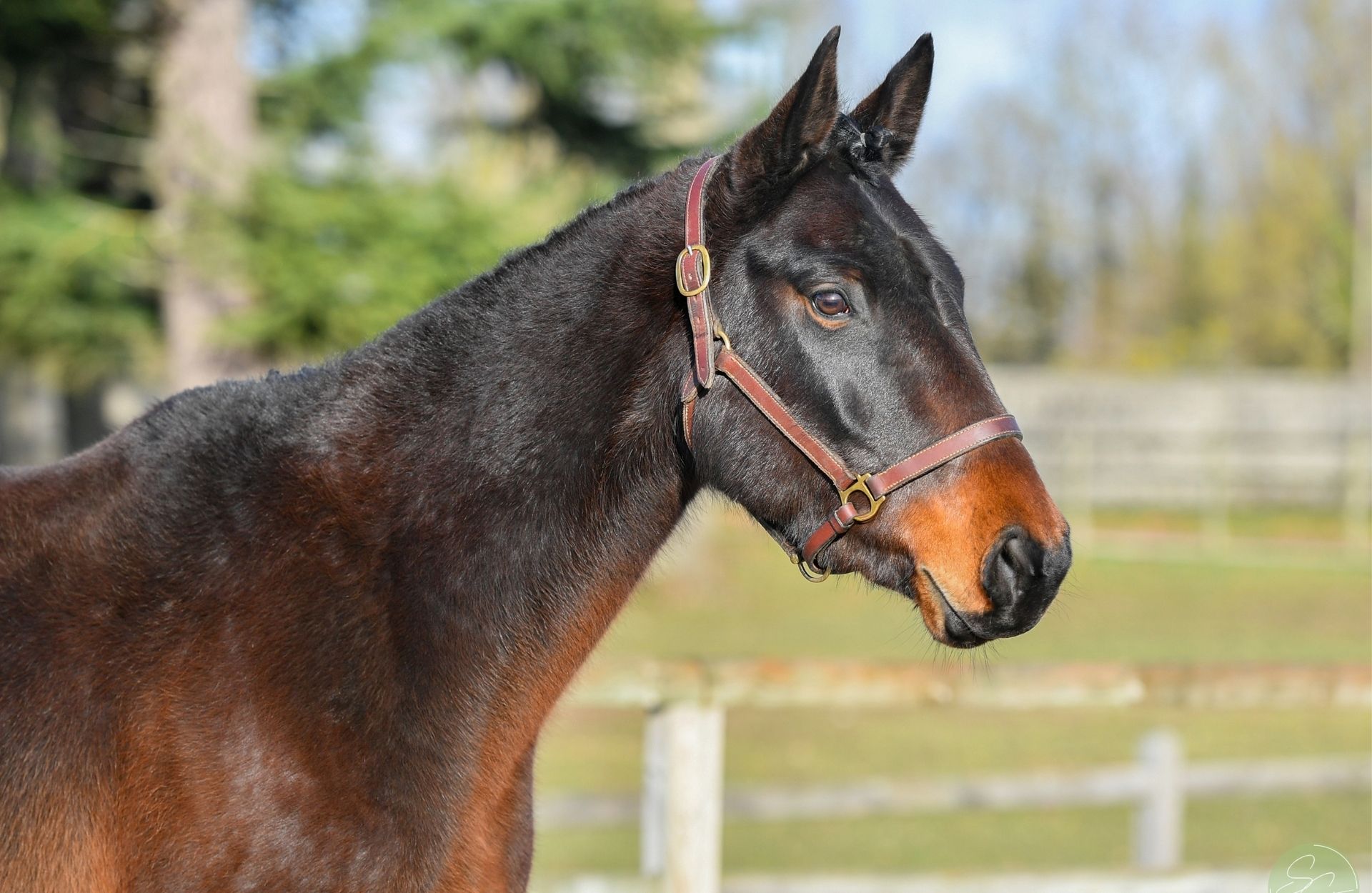 ITALIA DU CHANU — Selle-francais · Stallion · 8y