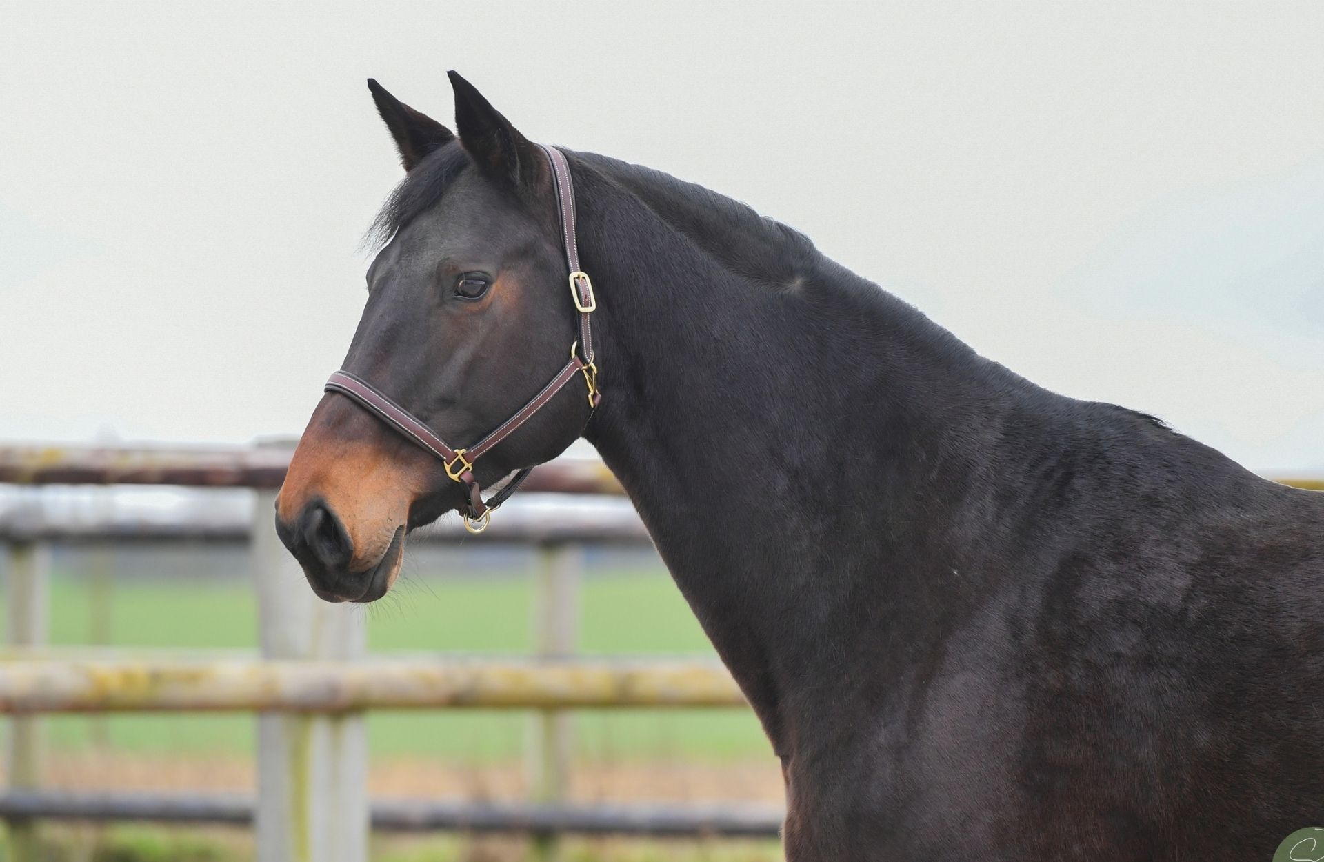 GONDOLE DE BLONDEL — Selle-francais · Mare · 10y