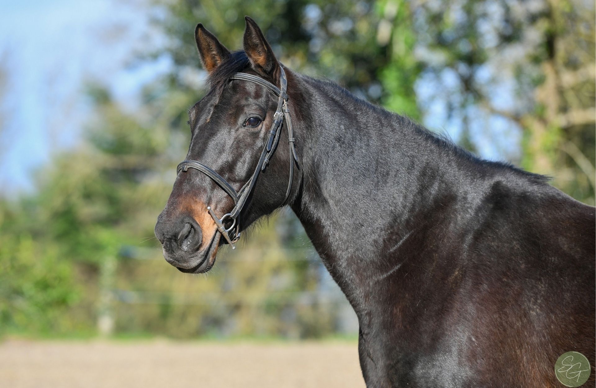 ARCABELLE DE CHANDOR — Selle-francais · Mare · 16y