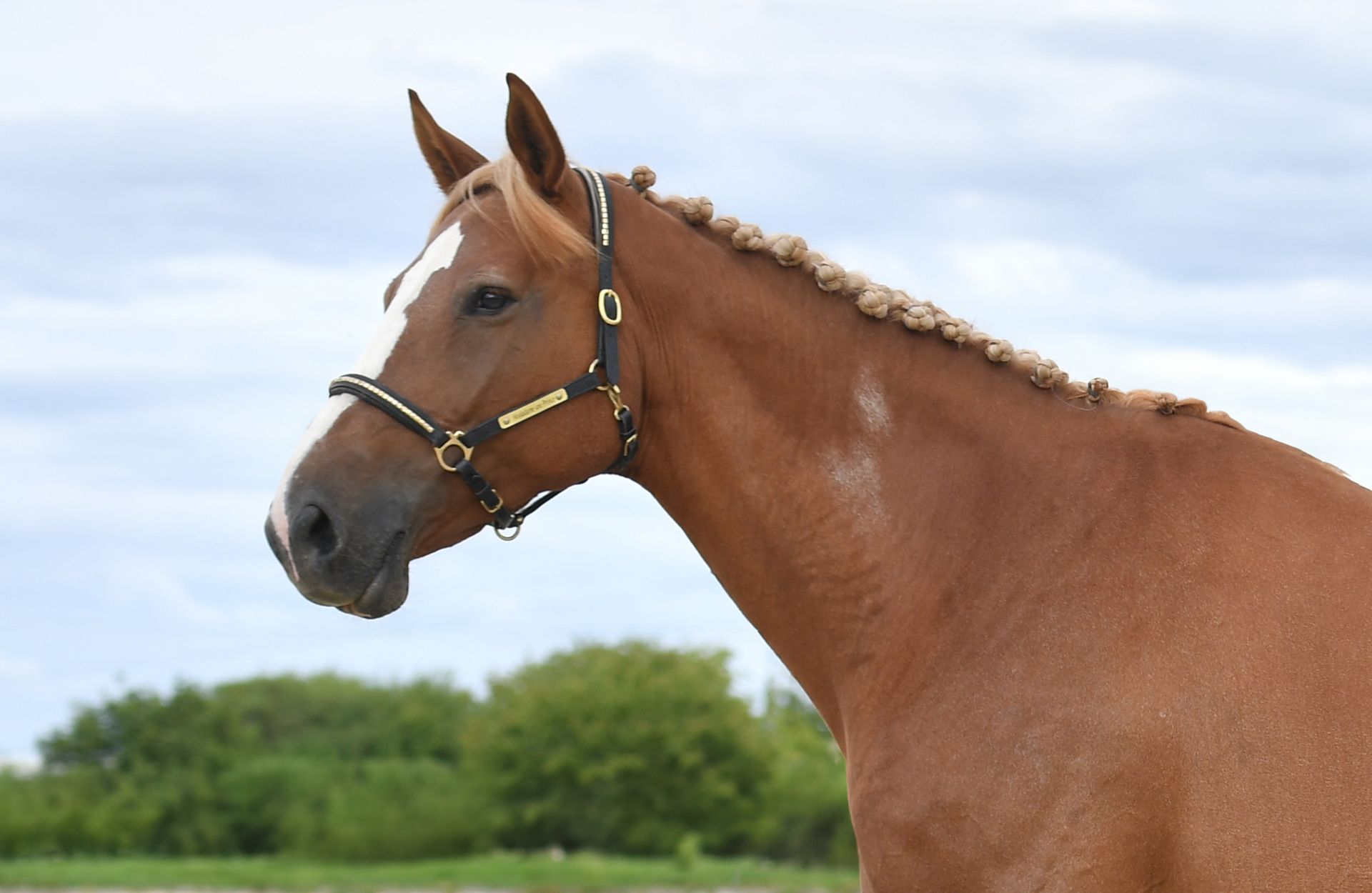 HOULADAME UNE PRINCE — Selle-francais · Mare · 9y