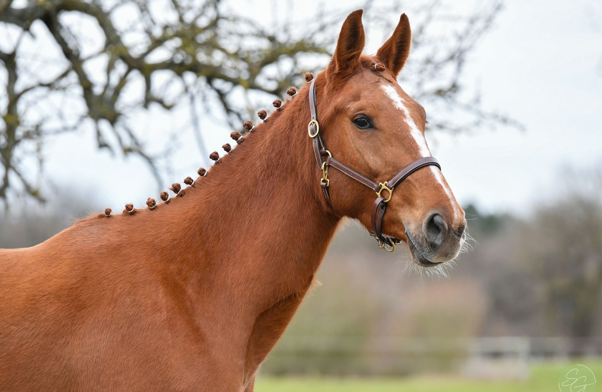 MAESTRIA D'ISCLA — Selle-francais · Stallion · 4y