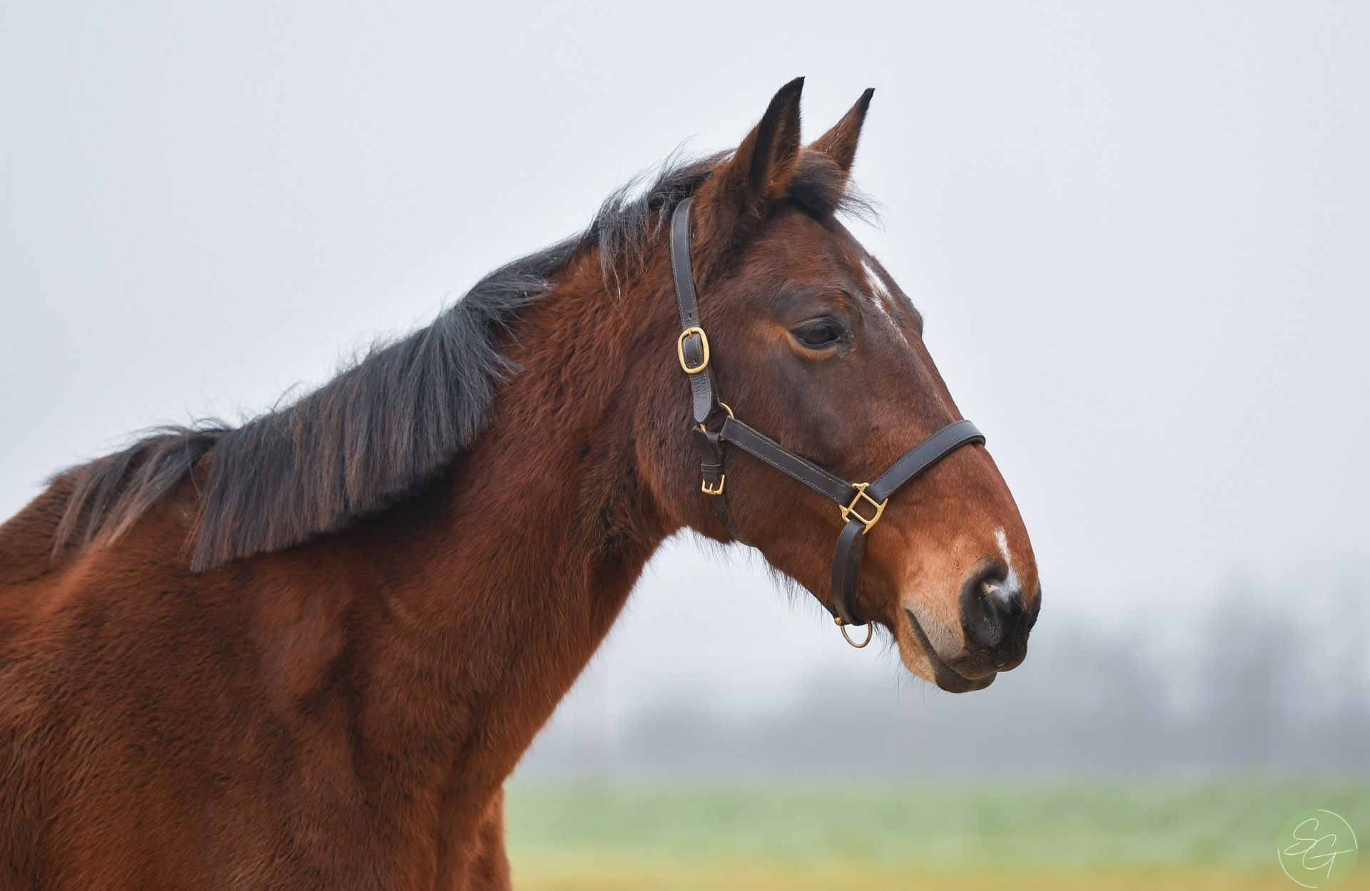 EVINRUDE DU PARADIS Z — Zangersheide · Stallion · 14y